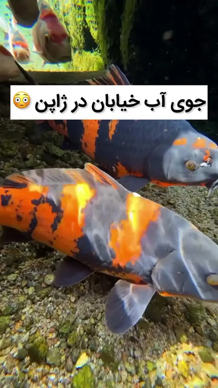ویدئویی از جوی‌های آب ژاپن که شما را شگفت‌زده می‌کند!