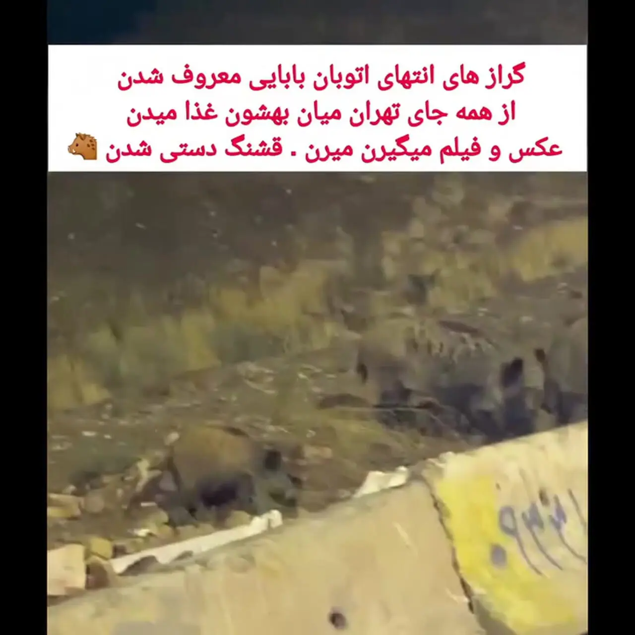 گرازهای اتوبان بابایی این روزها خیلی معروف شدند